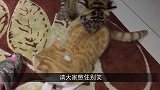 猫咪第一次看见老虎，请大家憋住别笑，镜头拍下全过程！