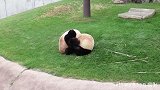 大熊猫打架用得最多的就是野蛮冲撞，这一招百试很灵