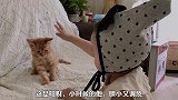 将爱传递，五只流浪猫被收养后的暖心变化
