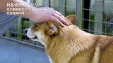 柯基犬多久洗一次澡最好？小短腿养成指南