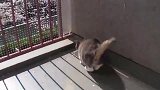 猫咪看见窗外樱花遍野，又是打滚又是眺望，太高兴了