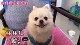 小奶狗和小伙伴一起欺负丑丑，被豆豆驱赶教训，豆豆：这群淘气包