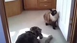 猫咪害怕狗子，一直贴墙走，看来是狗子太凶了！