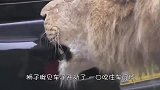 狮子给小奶狗当爸，眼神里充满了宠溺，网友：谁敢保证没有预谋？