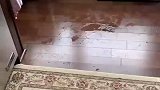 我是叫你来问话的，不是来给我原景重现的