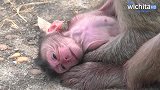 老猴子生完孩子筋疲力尽，猴儿躺在冰冷的地上也无心照顾!