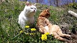 两只猫咪悠闲的享受晒太阳的时间