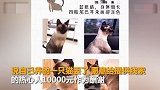 【浙江】浙江一女主人万元悬赏寻猫找回后未兑现:钱给别人了