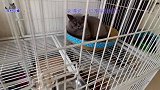 全家胖猫在一起，有的跳高有的卖萌，橘猫和小流浪猫表现逗笑主人