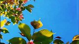阳光，蓝天白云，鸟语花香，这一刻吾陶醉，自驾游川西风光