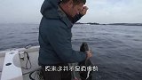 鲨鱼捕食海豹遭反攻，直接被一口“咬死”，霸主地位不保！