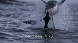 鲨鱼捕食海豹遭反攻，直接被一口“咬死”，霸主地位不保！