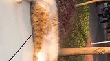 猫：别打扰我，我在接收信号呢！