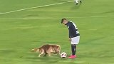 当狗子闯入足球比赛之后