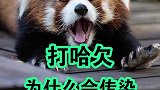 打哈欠为什么会传染？