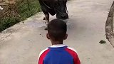 男孩熟练地爬上水牛，水牛很温顺的低下了头！