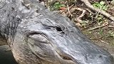 3米巨鳄散步 女子无意中近距离接触愣在原地