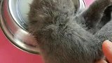 小猫：这羊奶有点醉人呀！
