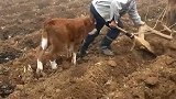 小牛：让你欺负我妈妈，快给我放开！