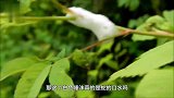 树叶上的一团“吐沫”，真是蛇的口水吗搞清真相整个人都不好了