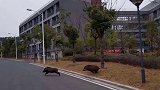 继野猪跑进南大仙林校区后，小鹿也来了！这生态，没得说！江苏全民目击