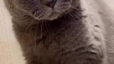 猫：我眼神儿咋了啊，还不是跟你学的吗！