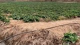 本以为起跳过早，没想出乎所有人意料