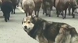 男子驾车遇霸气牧羊犬，少一只耳朵瘸一条腿，依然挡在车前守护羊群