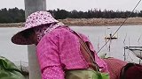 农村大妈清理人工养殖的蛤蜊，需要去除污泥，比海里的脏多了！