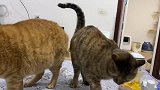 小猫咪能有什么坏心思呢？不就是想要一个爱的“啪啪啪”吗？