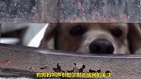 最有情义的狗狗，在离世主人的房间里呼唤主人，太感动了