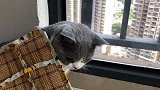 猫咪的迷惑行为，二萌你干啥呢