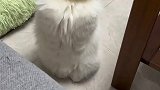 小猫咪，你的手手呢？