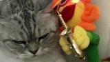 给喵星人新买来的玩具，看这一脸嫌弃的小眼神，难道是不喜欢吗