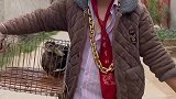 农村搞笑段子谁见过八斤的鹦鹉