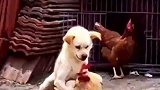 好狗子动手不动口，公鸡中的战斗鸡