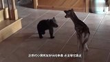 家里来了一位不速之客，小黑熊被吓到站起来，网友：瞅你那熊样！