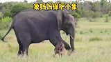 大象奋力保护刚出生的小象，画面十分感人！母爱真是太伟大了！