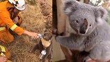 悉尼大学专家：已有近5亿动物死于澳洲山火考拉受伤最严重