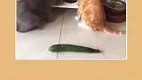 哈哈哈你家的猫怕黄瓜吗
