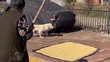 奶奶拿木棍吓唬拉布拉多