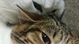 猫：放开我，我说了我不喜欢你！