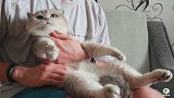 大脸猫静静享受抚摸，一动不动，像被主人点了穴