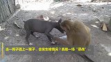 当狗子遇上猴子，这真是一场“恶战”啊！