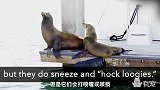动物们爱吃鼻屎，你们说恶不恶心？