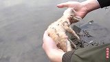 湖边救回被遗弃的小猫，发现时已经奄奄一息，救活它真是奇迹