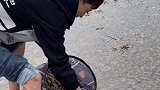 小伙赶海捞虾大丰收，这和天上掉钱有啥区别