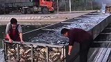 实拍黑坑放鱼：大哥这手法一看就是生手，恐怕一半的鱼都活不了