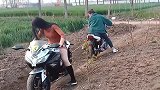 两个母老虎又较量上了，骑着摩托车在地里拔河