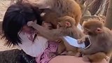 猴子能有啥坏心思，看到这一幕，你还敢带女友去看猴子吗